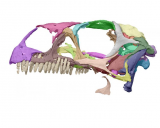 A researcher studied a printout of a dinosaur skull. 